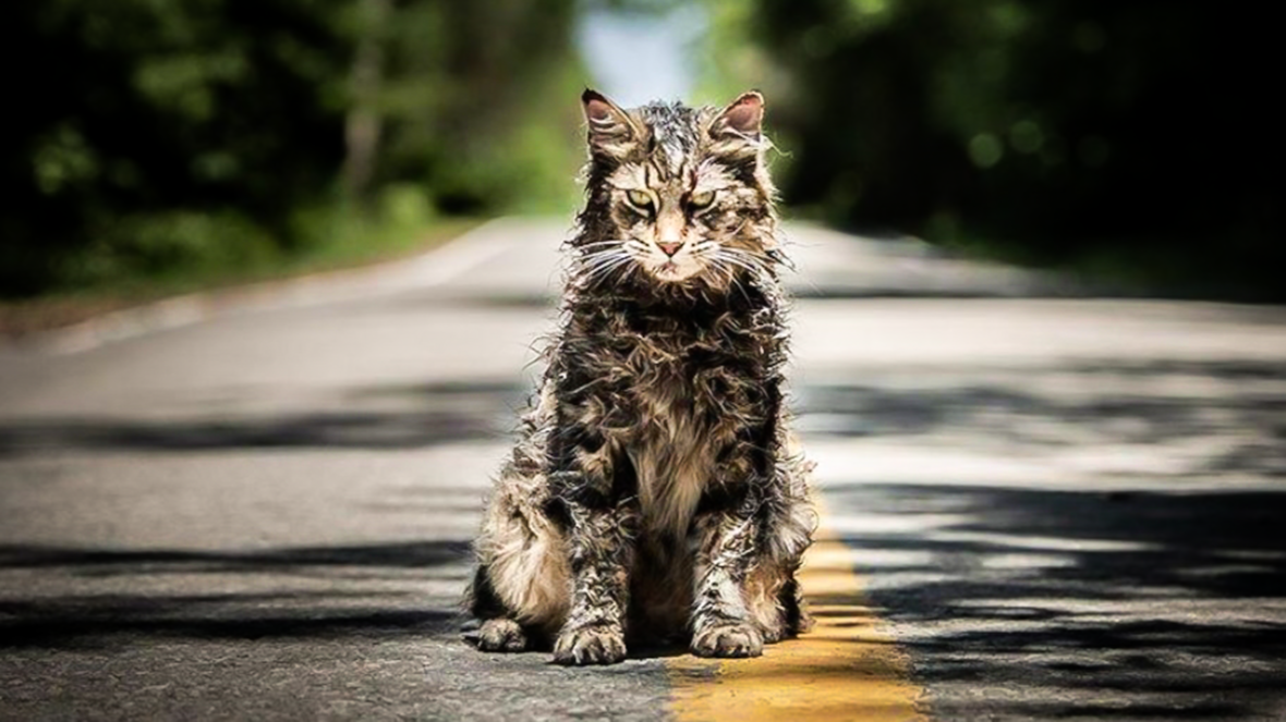 Comment les chats sont devenus une espèce dangereuse pour la biodiversité