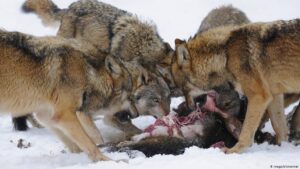 Les loups sont reconnus pour attaquer en meutes et viser les proies les plus faibles d'une population - Cultea