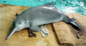 C'est en 2002 que Qi Qi, dernier dauphin de Baiji vivant connu à ce jour, décède en captivité - Cultea