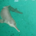 Le dauphin de Baiji, une extinction totale en moins de 50 ans ! - Cultea