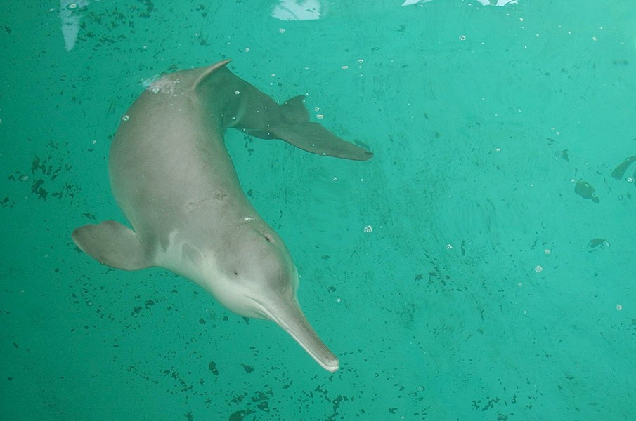 Le dauphin de Baiji, une extinction totale en moins de 50 ans ! - Cultea