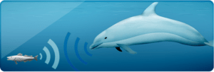 L'écholocation, permettant à nombre d'animaux marins de s'orienter, manqua cruellement au dauphin Baiji pour sa survie - Cultea