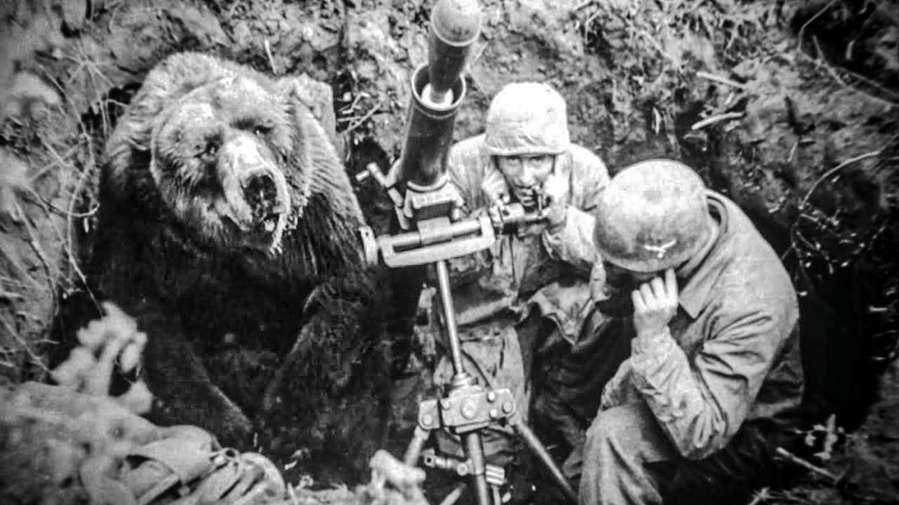 Wojtek : l'unique "ours soldat" sur les champs de bataille en 40 !