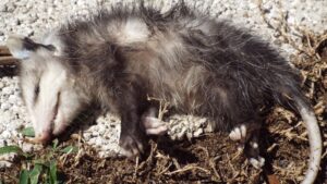 En dépit des apparences, cet opossum est bel et bien vivant est adopte un comportement bien connu de nos ancêtres. - Cultea
