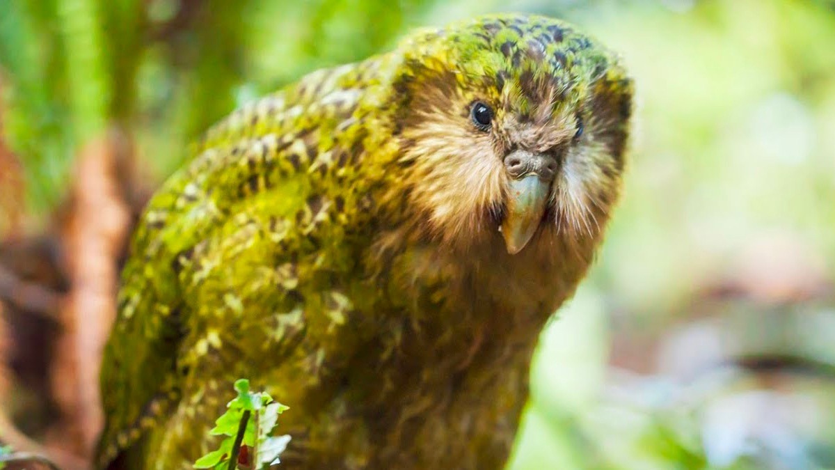 Découvrez le Kakapo, ce perroquet "raté" de Nouvelle-Zélande !