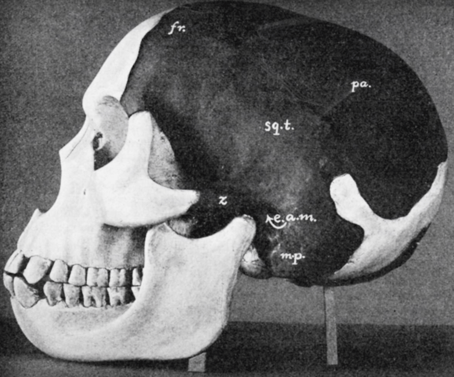 Photo du crâne de Piltdown - Cultea