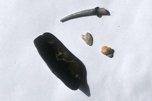 Restes humains et matériels trouvés dans des ruines sous-marines remontées à la surface - Cultea