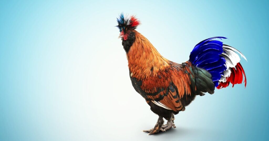 Pourquoi le coq est-il un des symboles de la France