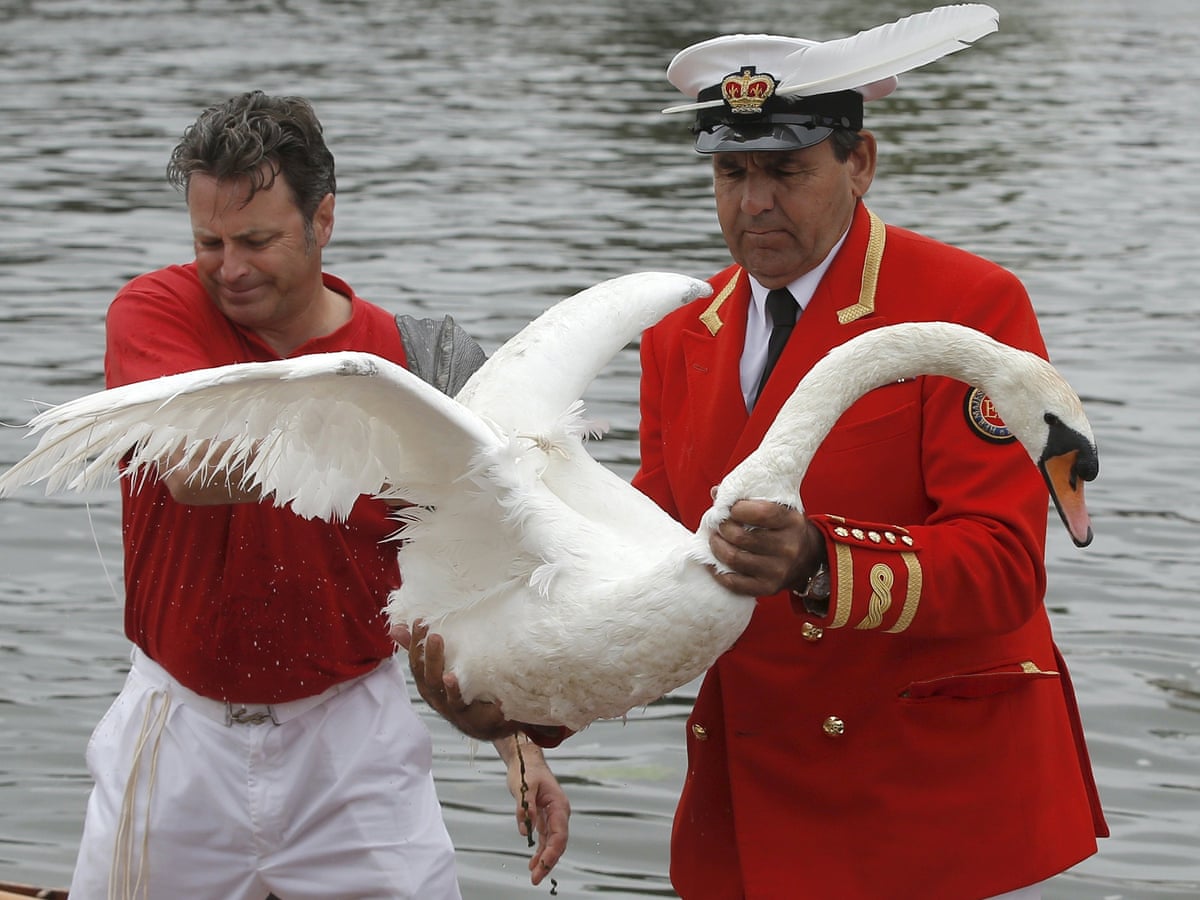 Праздник лебедей в англии. Праздник swan upping и королева. Swan upping в великобритании. Swan upping в великобритании. Swan upping праздник.