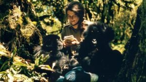 Dian Fossey gorilles