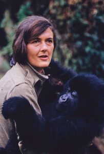 Dian Fossey, souvent appelée la "Femme aux gorilles" est une scientifique engagée pour la cause animale