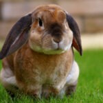 "Poser un lapin" : quelle est l'histoire de cette expression française ? - Cultea