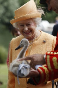 La reine Elizabeth II en 2009 lors du comptage annuel des cygnes royaux - Cultea