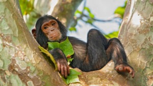 Chimpanzés Ilia Ivanov