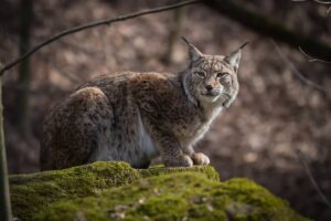 Naissances de lynx sauvages dans les Vosges 