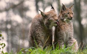Naissances de lynx sauvages dans les Vosges 