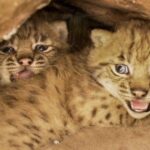 Naissances de lynx sauvages dans les Vosges : les premières depuis 300 ans !