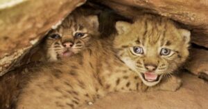Naissances de lynx sauvages dans les Vosges : les premières depuis 300 ans !
