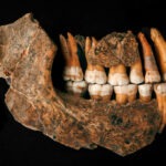 Découverte d'« aspirine » dans une dent d'Homme de Néandertal