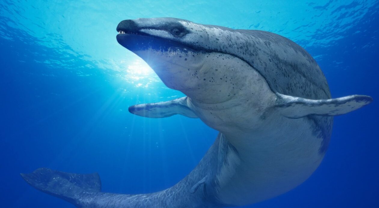 Le fossile d'une baleine carnivore de 36 millions d'années découvert au Pérou