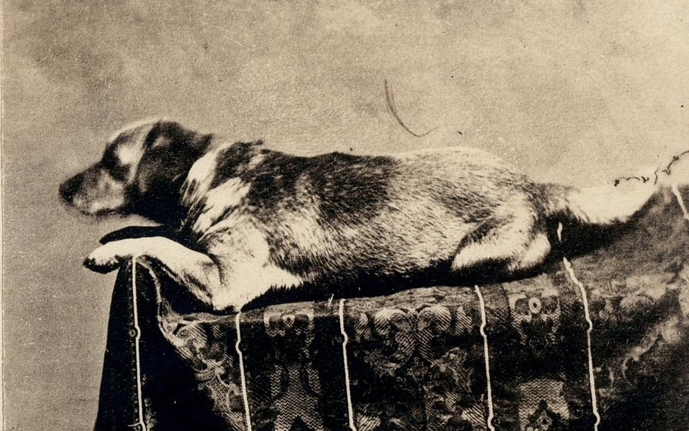 Fido, le chien d'Abraham Lincoln. © Wikimedia Commons - Cultea