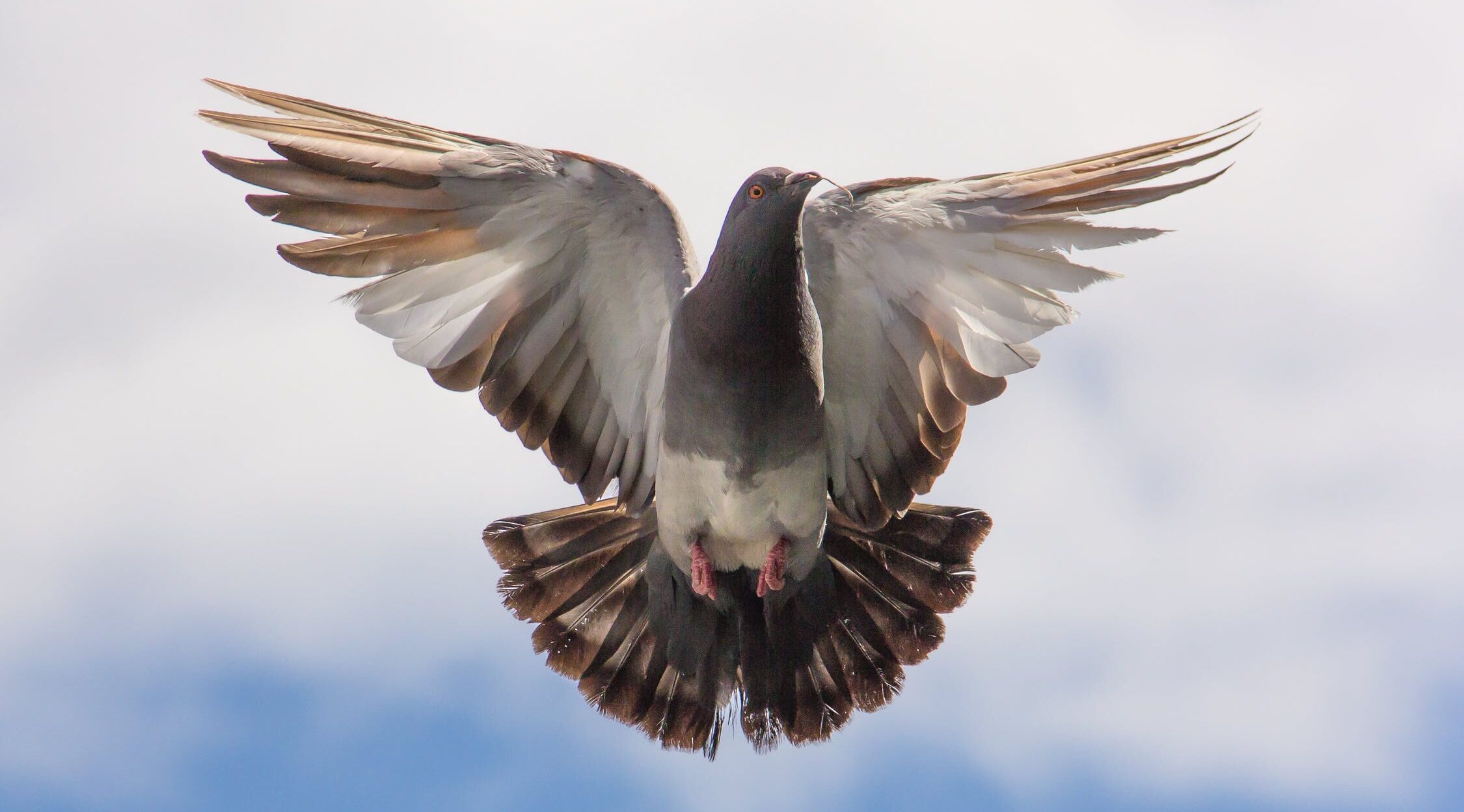 Cher Ami : le pigeon voyageur qui sauva la vie de 200 soldats