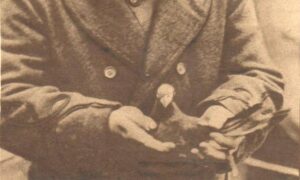 Le pigeon Cher Ami, décoré de la Croix de Guerre