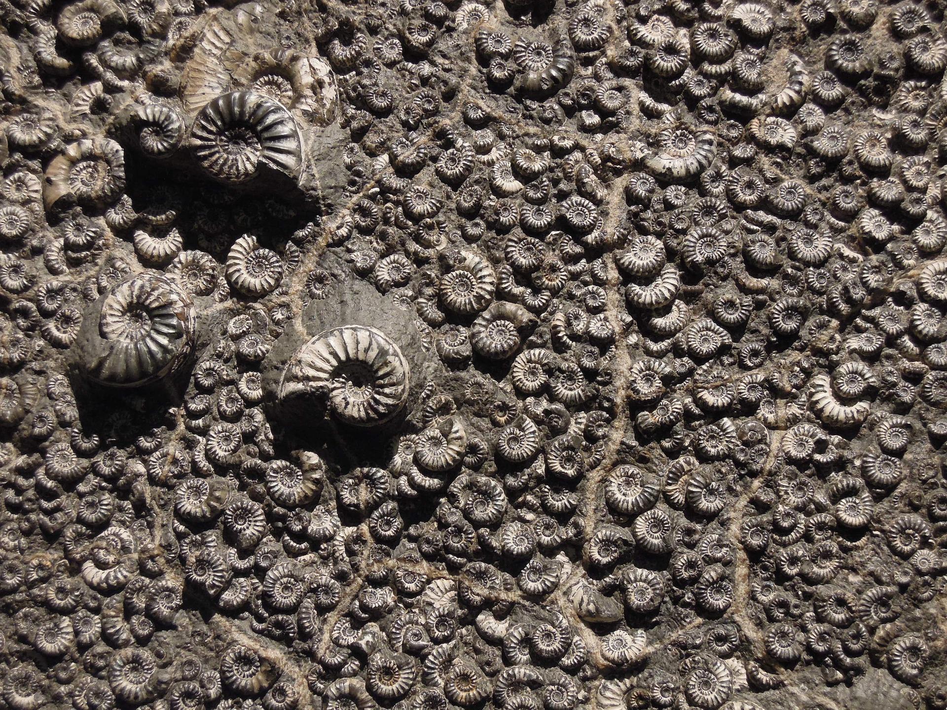 Des "fossiles fantômes" retrouvés au fond de l'océan !