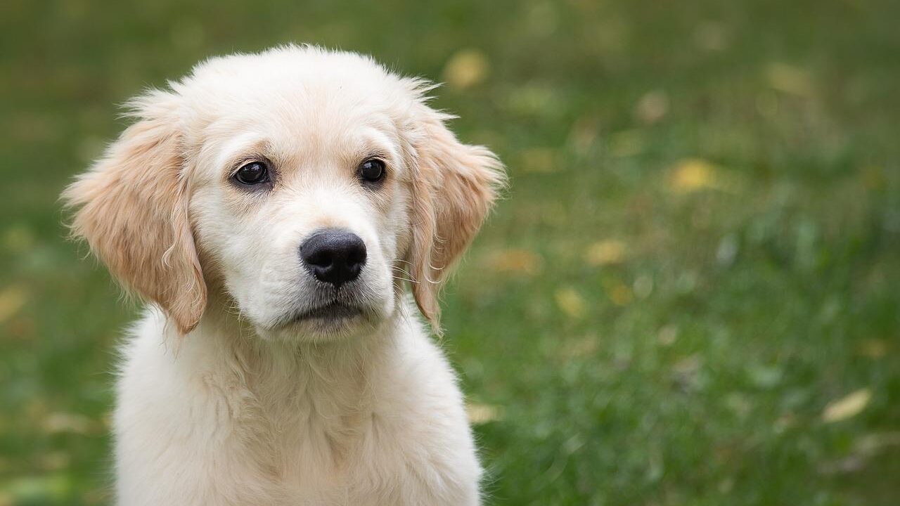 Découvrez 4 anecdotes sur nos amis les chiens