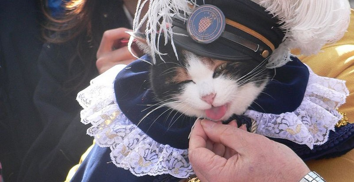 L'incroyable histoire de Tama : le chat chef de gare ! - Cultea