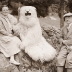 L'ours polaire : l'ancienne mascotte très particulière d'Allemagne