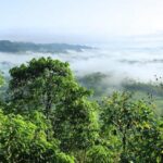 Les vestiges d'une civilisation disparue découverts en Amazonie - Cultea