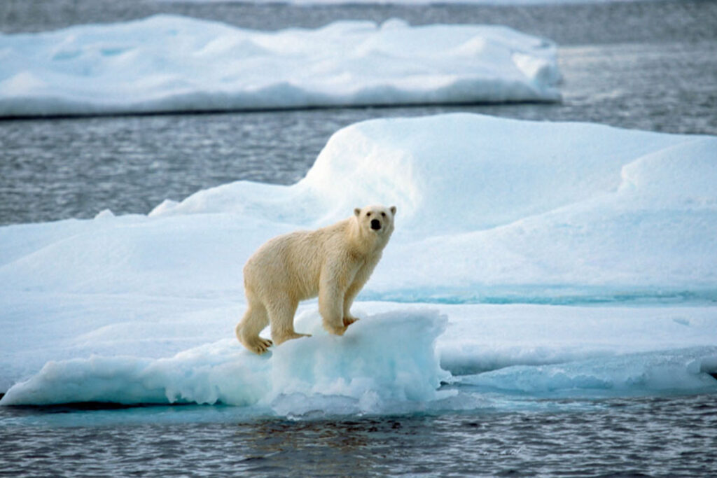 La banquise rétrécit en Arctique, en raison du réchauffement climatique - Cultea