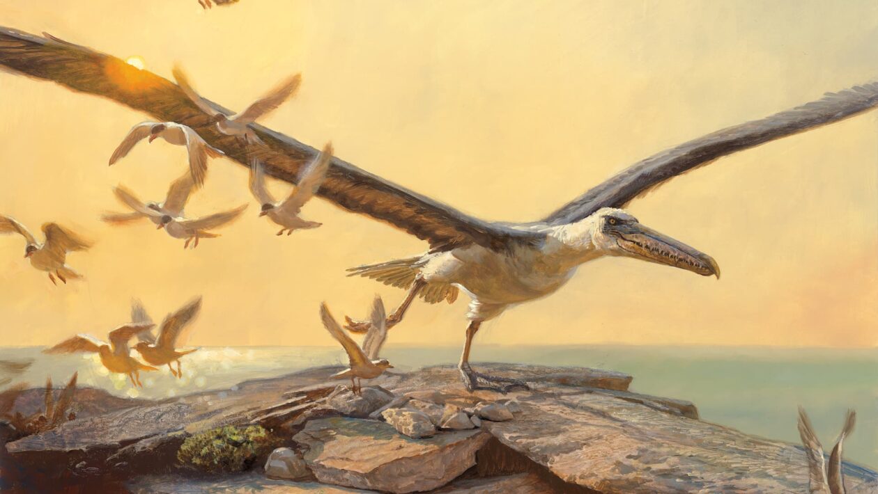 Le Pelagornis Sandersi, le plus grand oiseau volant que la Terre ait connu