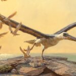 Le Pelagornis Sandersi, le plus grand oiseau volant que la Terre ait connu
