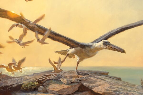 Le Pelagornis Sandersi, le plus grand oiseau volant que la Terre ait connu