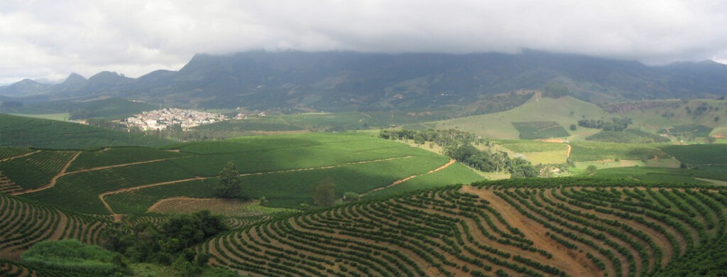 Plantations de café au Brésil - Cultea
