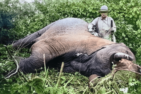 Le massacre des éléphants, d'hier à aujourd'hui 