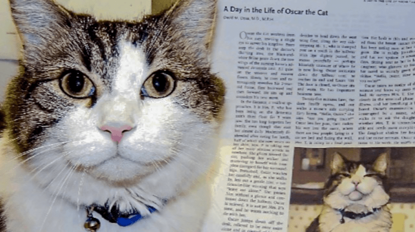 Oscar : le chat qui "prédisait la mort"