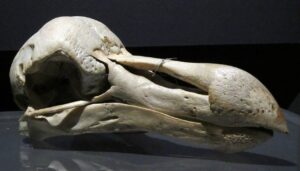 Une résurrection du dodo, plusieurs siècles après sa disparition ?