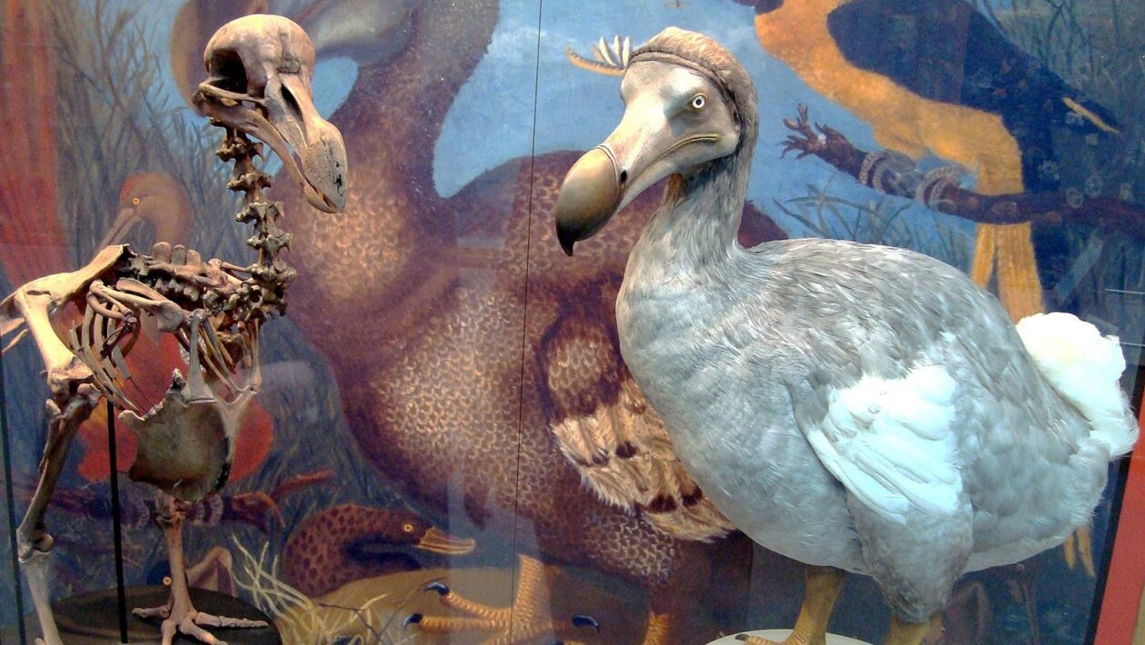 Une résurrection du dodo, plusieurs siècles après sa disparition ?