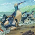Le Kumimanu : ce pingouin géant qui a vécu il y a 60 millions d'années