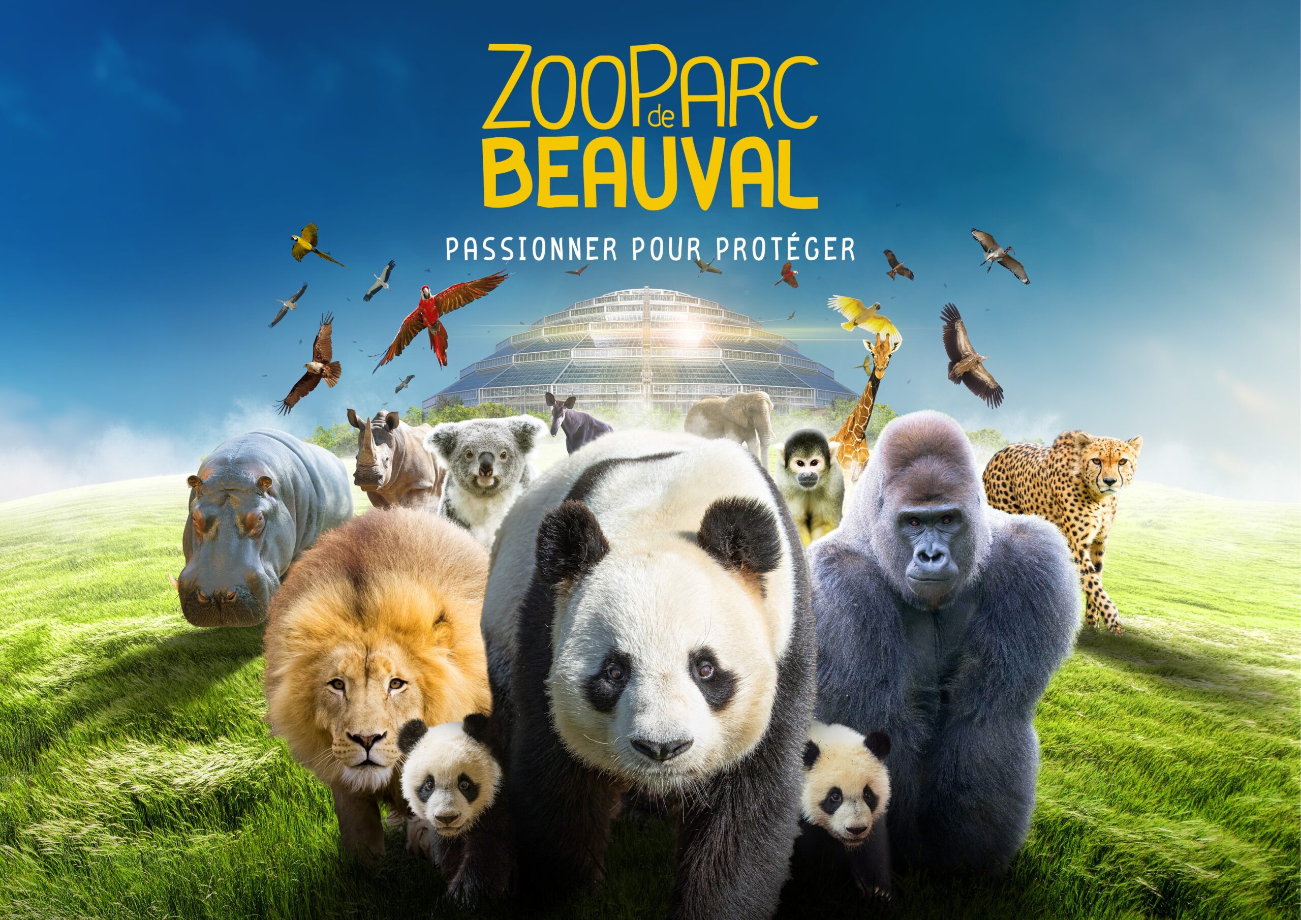 Zoo de Beauval : bonne nouvelle pour les pandas ! - Cultea