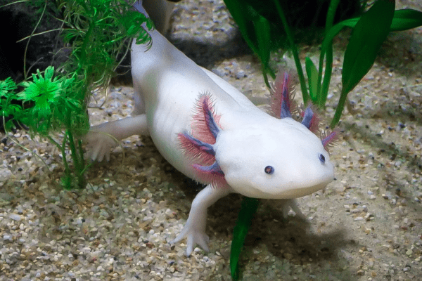 Le lac Xochimilco : lieu historique et réserve naturelle de l'axolotl