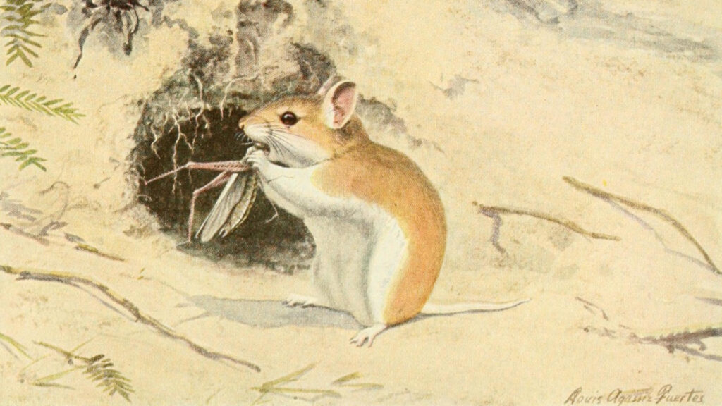 La "souris loup-garou" : c'est quoi ce drôle d'animal ?