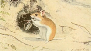 La "souris loup-garou" : c'est quoi ce drôle d'animal ?