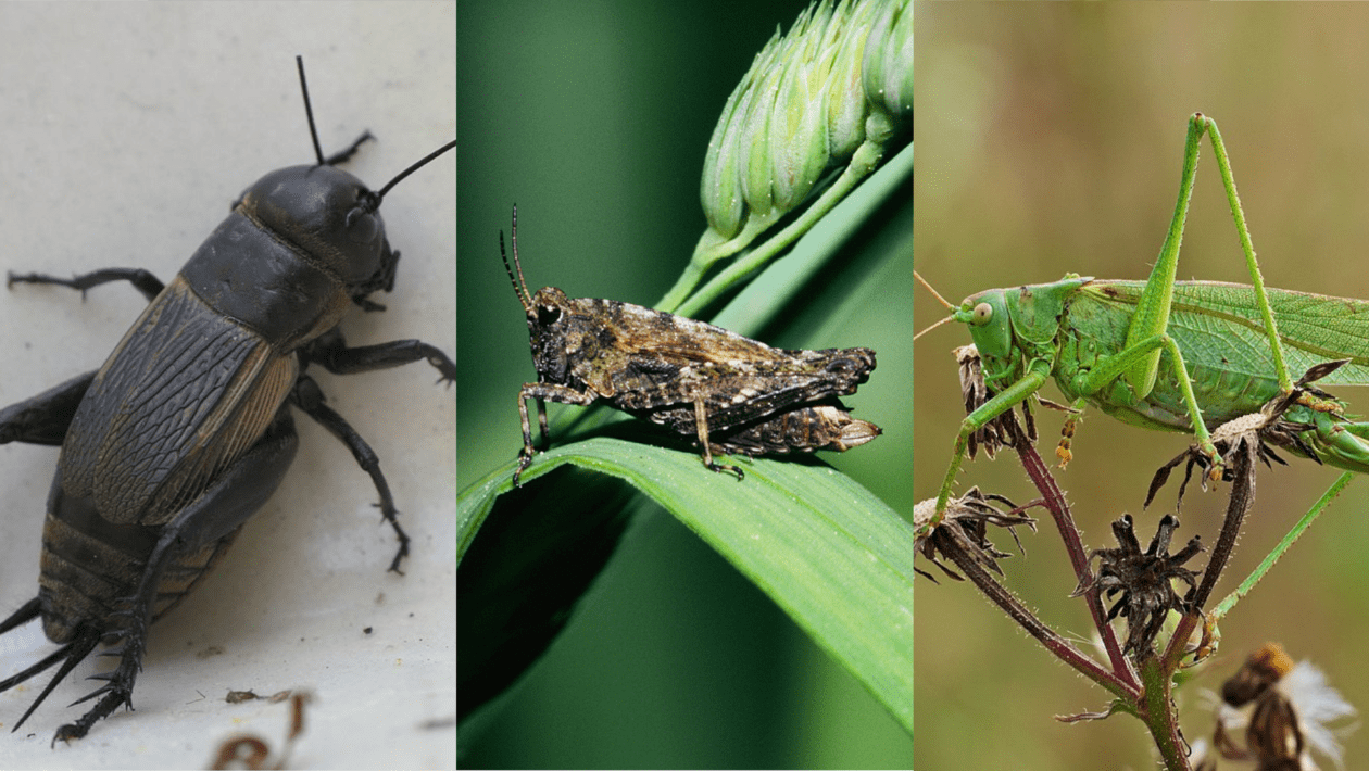 Criquet, sauterelle ou grillon... Comment faire la différence ?