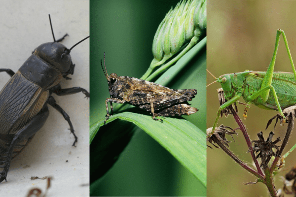 Criquet, sauterelle ou grillon... Comment faire la différence ?