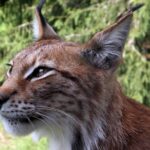 Un lynx aperçu dans l’Ain, sa santé provoque l'inquiétude