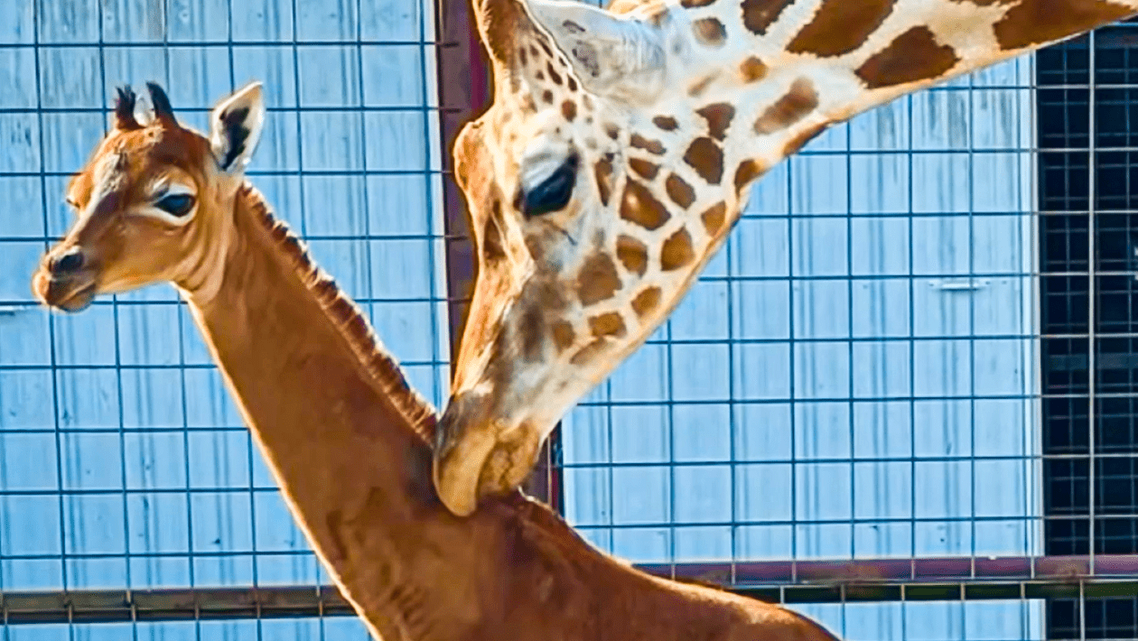 États-Unis : une rarissime girafe sans tache naît dans un zoo